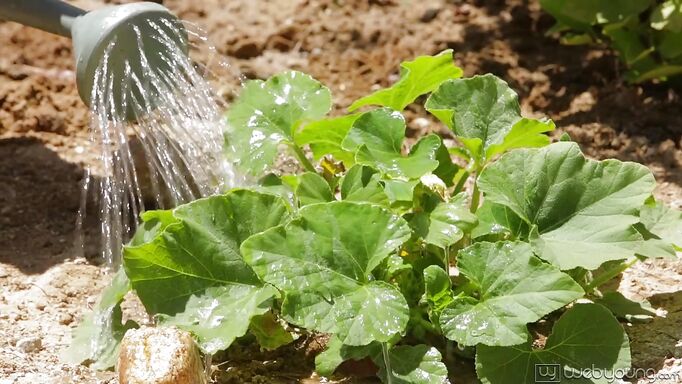 Dykes Play In The Garden