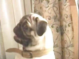 Big Dicked European Guy Plows Hard Flat Chested Iranian Gal Big Dicked European Guy Plows Hard Flat Chested Iranian Gal