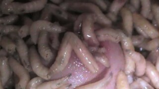 Stretched By Maggots